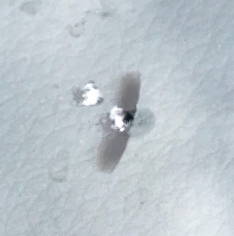 bees wing break